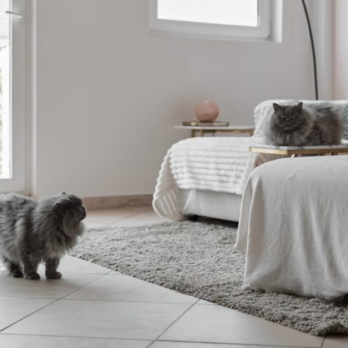 Two persian cats with grey fur relaxing in the living room. Two pets at home